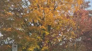 SMYRNA DELAWARE 🇺🇲 FALL 🍁 DRIVE NOV. 2025