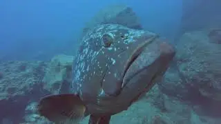 Diving in Madeira (Garajau Natural Reserve)