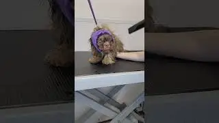 Bouncing ewoks have thoughtless heads