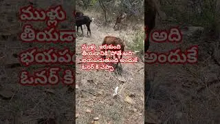 #saveanimals #respectanimals #animallovers #farmer #kindness #shorts #sheep #respect #animals