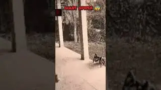 Giant spider caught on  camera.😳 It's real or fake? #horrorshorts #shorts