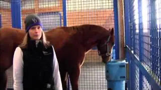 Is it Coping or is it a Vice? Cribbing, Weaving and Other Stereotypic Behaviors in Horses
