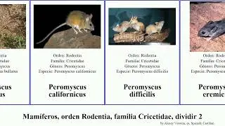 Mam&iacute;feros, orden Rodentia, familia Cricetidae, dividir 2 peromyscus neotoma sigmodon topillo hatti