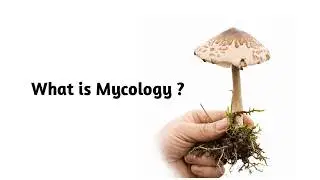 Что такое микология?
