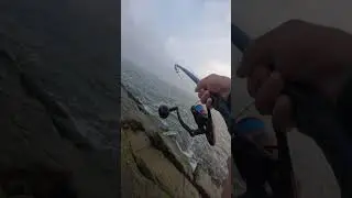 GINORMOUS POWERFUL Fish DESTROYS My BAIT&hellip;