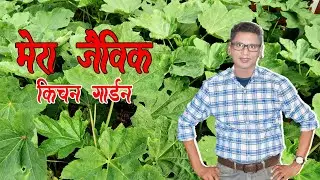 मेरा जैविक किचेन गार्डेन || MY ORGANIC KITCHEN GARDEN || @MohitMuktiVlog​
