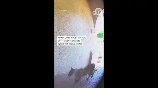 Mountain lion strolls through front door of Southern California home, coming face-to-face with man