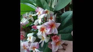 О цветении плюмерии #плюмерия#плюмериянаурале#frangipani#франжипани#shorts#plumeria#frangipane