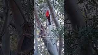 #my favourite time of the year #amazing #beautiful #birds in #australia