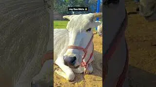 saport me #subscribe #shortvideo #vairalvideo