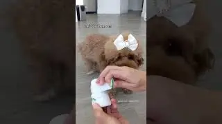 Unboxing dog shoes! (Use 'CHIFFON15' to save on Rifrufqueens!) #shorts #dog