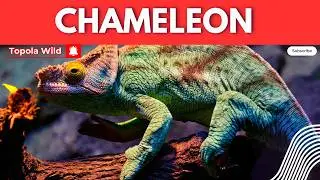 ZAFOTOKOZEDWA ZONSE ZA CHAMELEON ,, WONANI NOKHA 