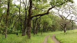 Scatter Creek Wildlife Area Management Plan