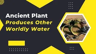 You Won&rsquo;t Believe How This Ancient Plant Turns Air Into Alien-Looking Water
