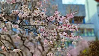 Sakura    Prague    January 2023