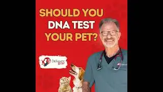 A DNA Test Could Save Your Pet's Life
