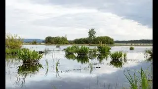 Lake delta nature sounds canon film classic colors.With birds. Relax and enjoy nature.