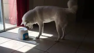 Husky playing