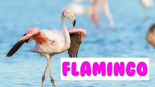 Flamingo Top 15 Amazing Facts in Hindi