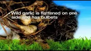 Georgia Lawn Care- Weed Pro: Wild Onion Weed