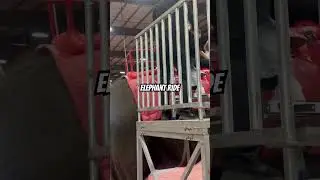 CIRCUS | ELEPHANT RIDE | ADA OKLAHOMA | Life is Grand