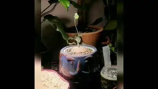 Stephania Erecta Time lapse.
