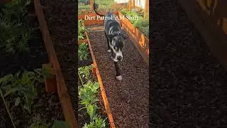 Morning Garden Inspection complete.