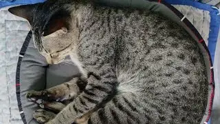 Outdoor cat sleeping in his new round bed (Sleeping like a baby) #cat #kucing #gato #kot #katze