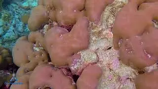 Les Maldives