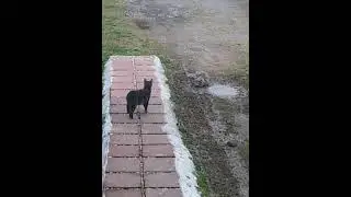 BIG CHUNGUS IN REAL LIFE! OMG SHE CAME TO MY HOUSE (NOT CLICKBAIT)
