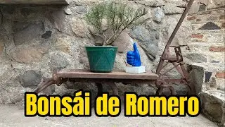 Trabajando un Romero para Bonsái!!!!