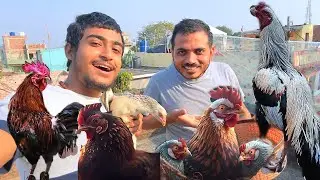 Hamara Mini Pet House Sa Hua Murga Farar Murgi La Ka