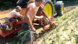 Kopanie czosnku lato 2014