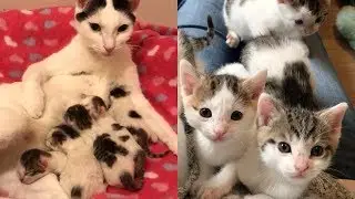 Rescue Beautiful Pregnant Cat Born 6 Super Cute Babies - Watch Their Transformation