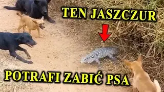 Poznaj Inteligentne Jaszczury - TEJU - Warany Nowego Świata