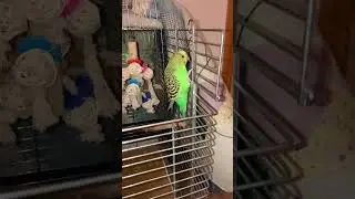 Slow motion jump never seen before :) #pets #budgies #parrot  #slowmotion #slowmo #letmedownslowly