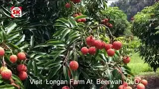 SK Media Report From Tour Visit Visit Longan Farm At Beerwah QLD