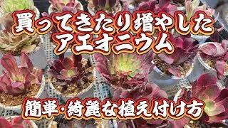 【アエオニウム】を増やす✨抜き苗を買ってきて植え付ける時のコツをご紹介です💖【アエオニウムの育て方】