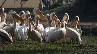 Sighted 100+ flock of Flock of Rosy Pelicans busy in preening (personal grooming) Keoladeo bird park