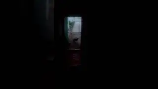Шок!! Кот умеет говорить смотреть всем
