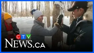 It's a sure sign of the maple syrup season - the ceremonial tapping of the tree.