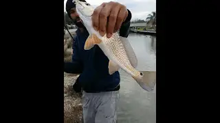 Live: Redfish Jubilee
