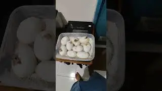 hatching of ball pythons