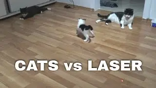 Cats vs Laser | Katy & Alaska