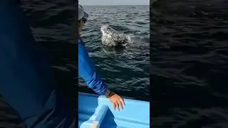 Incredible Gray Whales of Baja California