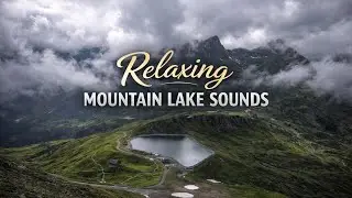 Peaceful Forest Sounds 🌿 #shorts