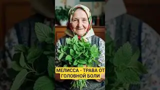 Мелисса - трава от головной боли #health #healthy #здоровье #травы #мелисса #головнаяболь #headache