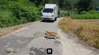 I was delivering to a house on top of a mountain when I saw a dog running around like crazy.
