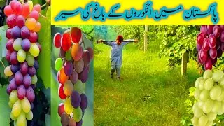 Grape Farming In Pakistan ll Grape Farmingll Protection of Grapes From Birds llانگوروں کے باغ کی سیر