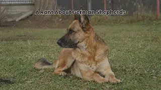 A Rant About German Shepherd Dogs & Backyard Breeding - Pawfect Partner LLC